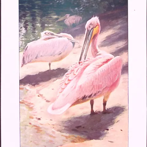 Frigate And Tropic Birds & Pelican Antique Double-Sided Colour Plate-58