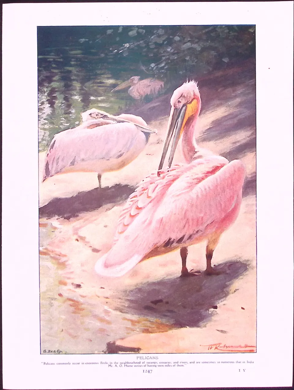 Frigate And Tropic Birds & Pelican Antique Double-Sided Colour Plate-58