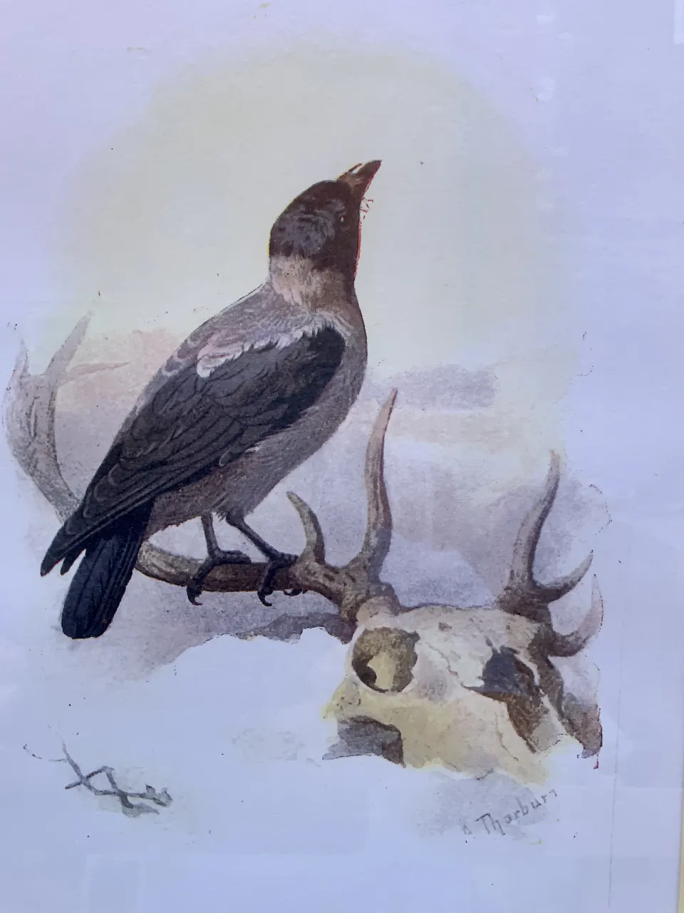 EARLY BIRDS OF THE WILD PRINTS  SET IN A GLAZED WOODEN FRAME
