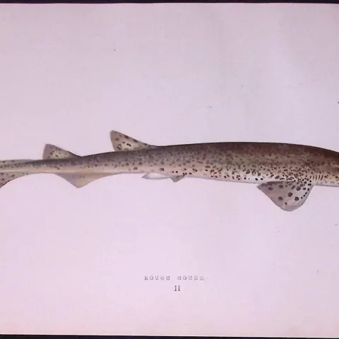 Rough Hound Shark  Scarce Antique 1877 J. Couch Woodblock Engraving-9