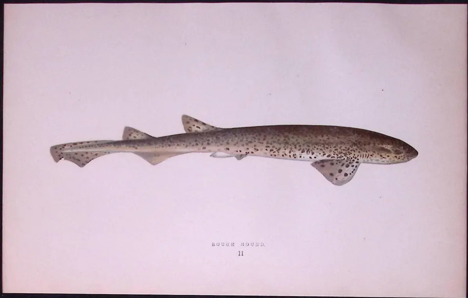 Rough Hound Shark  Scarce Antique 1877 J. Couch Woodblock Engraving-9