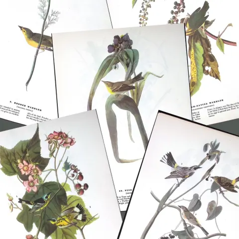 Job-Lot John James Audubon Birds of America 72-Year-Old Coloured Book Plates-4