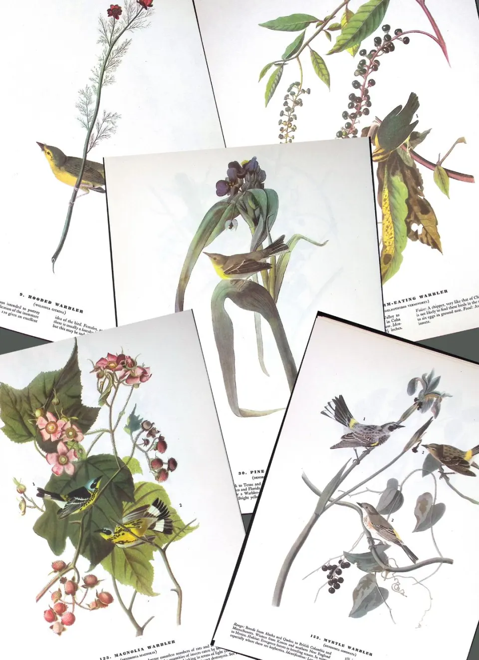 Job-Lot John James Audubon Birds of America 72-Year-Old Coloured Book Plates-4