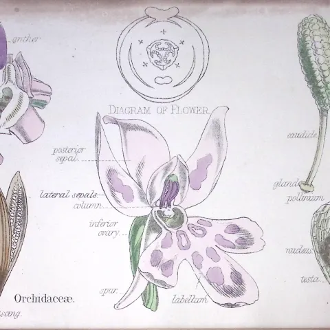 The Orchid Botanical Flower Diagram Rare Antique First Edition Illustration-93