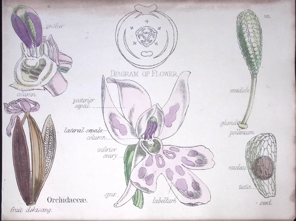 The Orchid Botanical Flower Diagram Rare Antique First Edition Illustration-93
