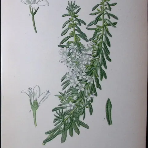 Creeping Boobialla Edward Step Rare Antique Botanical Book Plate-218