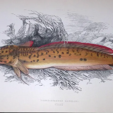 Three Bearded Rockling Fish Scarce Antique 1877 J. Couch Woodblock Engraving-80