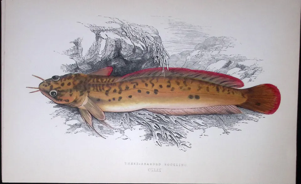 Three Bearded Rockling Fish Scarce Antique 1877 J. Couch Woodblock Engraving-80