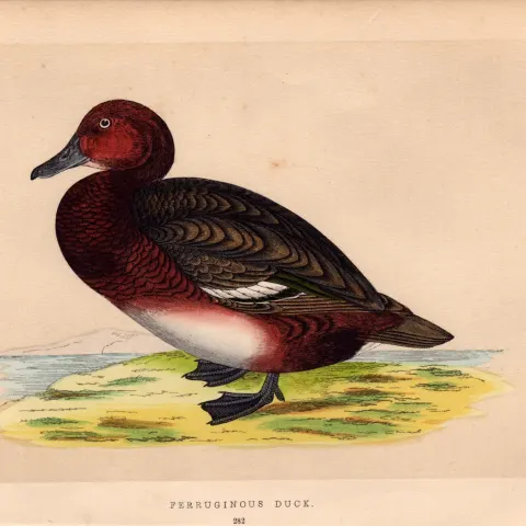 Ferruginous Duck Rev Morris Antique History of British Birds Engraving.