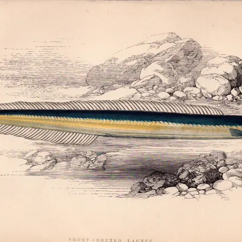 Short-Snouted Launce Antique Johnathan Couch Coloured Fish Engraving.