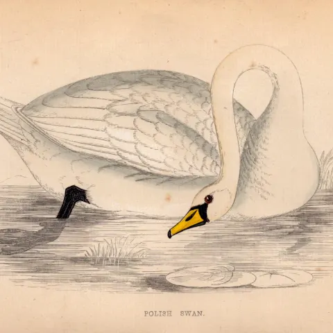 Polish Swan Rev Morris Antique 1888 History of British Birds Engraving-23.