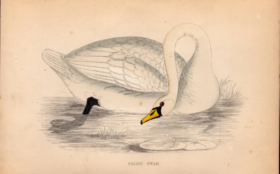 Polish Swan Rev Morris Antique 1888 History of British Birds Engraving-23.
