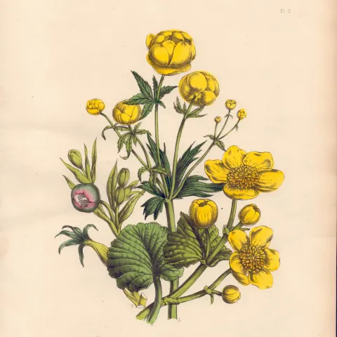 Rare 165-Yr-Old Antique Wildflower Gilt-Edged Illustration Jane Webb Loudon -3.