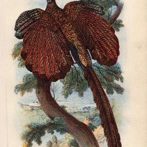 Argus Pheasant Antique 1897 WR Ogilvie Grant Print.