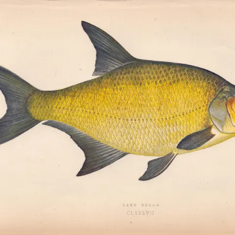 Lake Bream 1869 Antique Johnathan Couch Coloured Engraving.