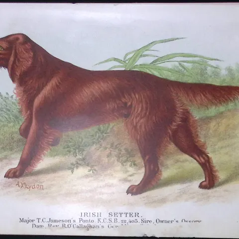 Irish Red Setter British Dogs by Hugh Dalziel 1889 Antique Coloured Book Plate-5