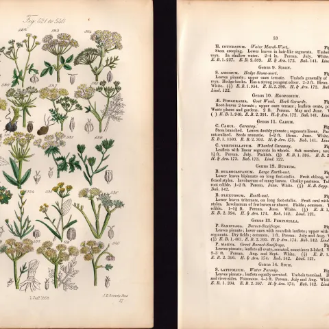 Sowerby Antique Water Parsnip, Hemlock Dropwort, Hare's Ear – 27-Set-2.