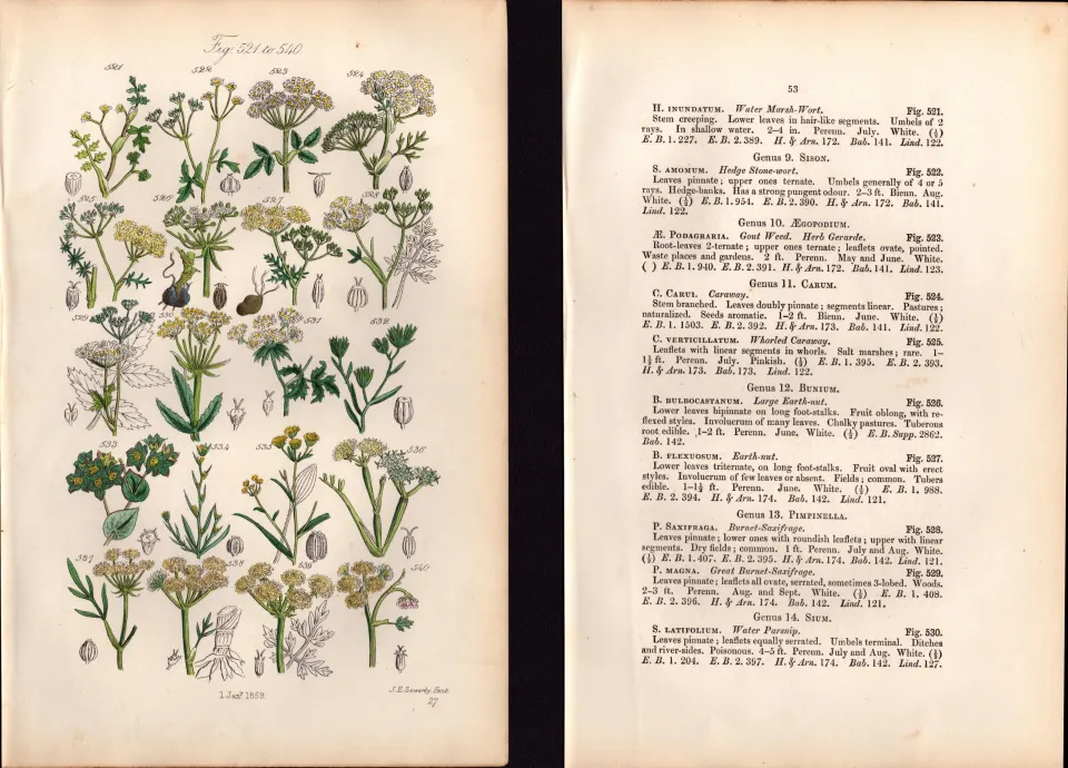 Sowerby Antique Water Parsnip, Hemlock Dropwort, Hare's Ear – 27-Set-2.