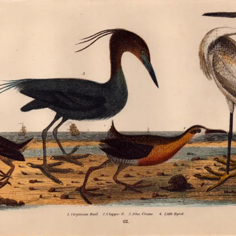 Alexander Wilson Rare American Birds Virginian Rail, Crane, Clapper, Egret-62.