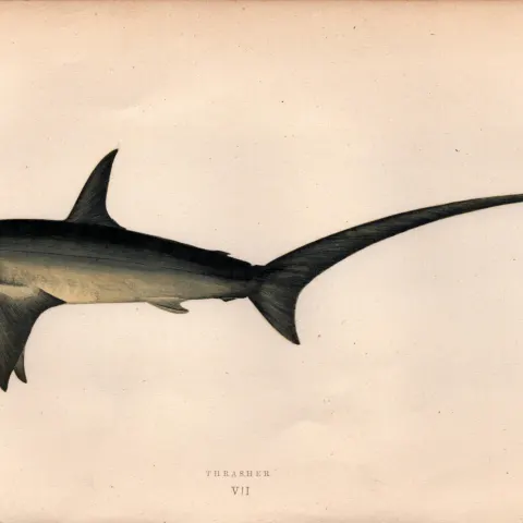 Thraser Shark 1869 Antique Johnathan Couch Coloured Engraving.