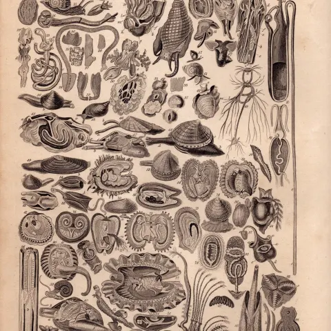 Mollusca 90 Illustrations Clams, Snails, Slugs & Squid Antique Steel Engraving -6.