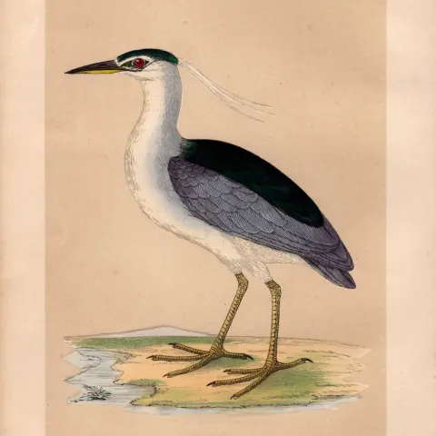 Night Heron Rev Morris Antique History of British Birds Engraving.