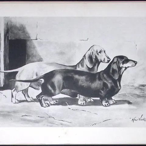 Dachshunds Antique Book Plate Rawdon Lee Modern Dogs 1893-47