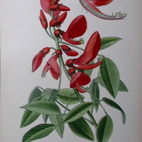 Coral Tree Edward Step Rare Antique Botanical Book Plate-69