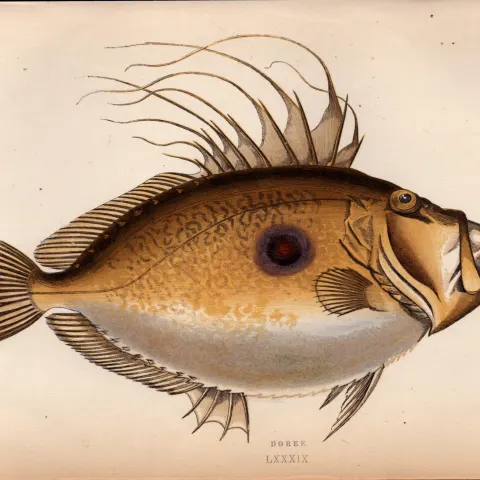 Doree 155 Years-Old  1868 Antique Johnathan Couch Coloured Fish Engraving.