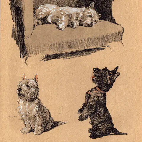 Cecil Aldin 1934 Vintage Dog Illustrations West Highland & Scotch.