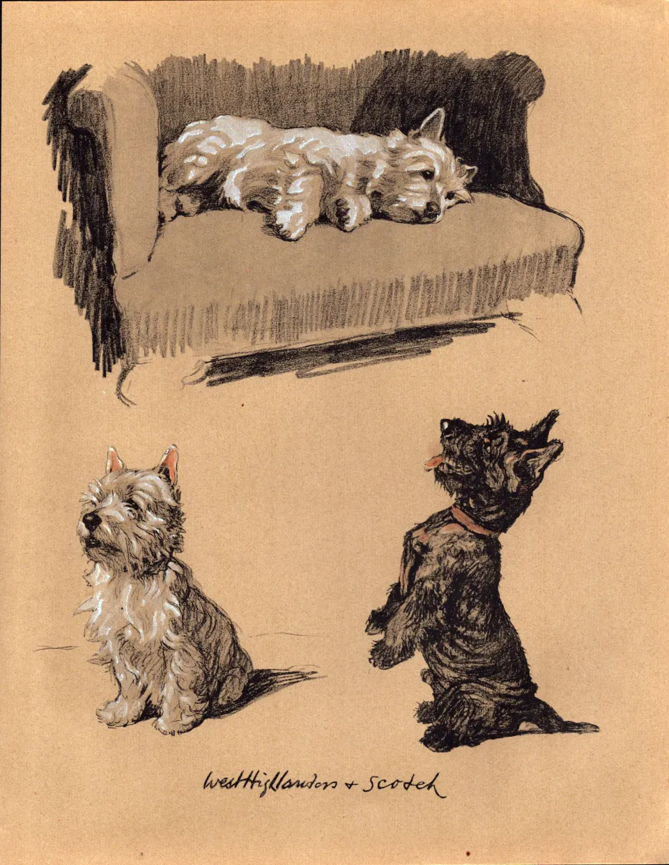 Cecil Aldin 1934 Vintage Dog Illustrations West Highland & Scotch.