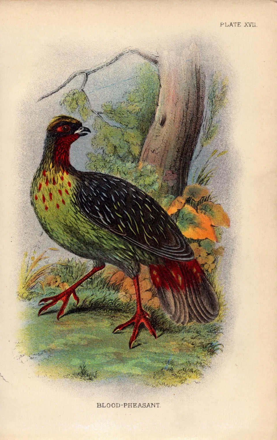 Blood Pheasant Game Bird Antique 1896 WR Ogilvie Grant Print.