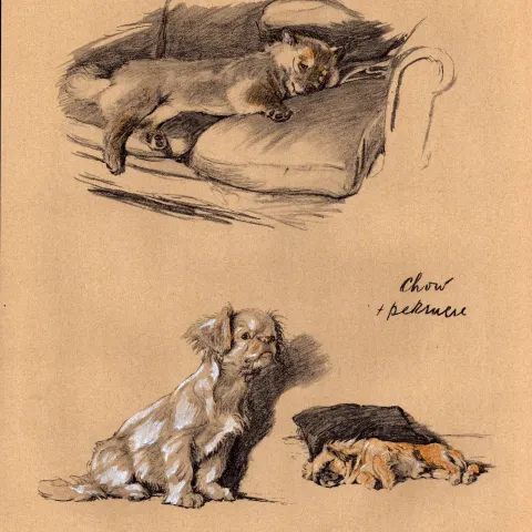 Cecil Aldin 1934 Vintage Dog Illustrations Chow And Pekinese-18.