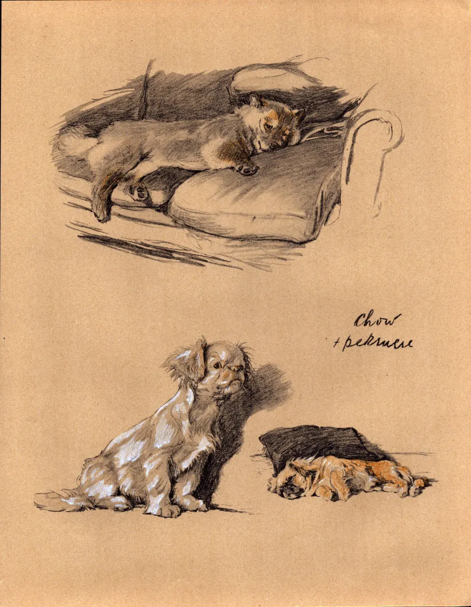 Cecil Aldin 1934 Vintage Dog Illustrations Chow And Pekinese-18.