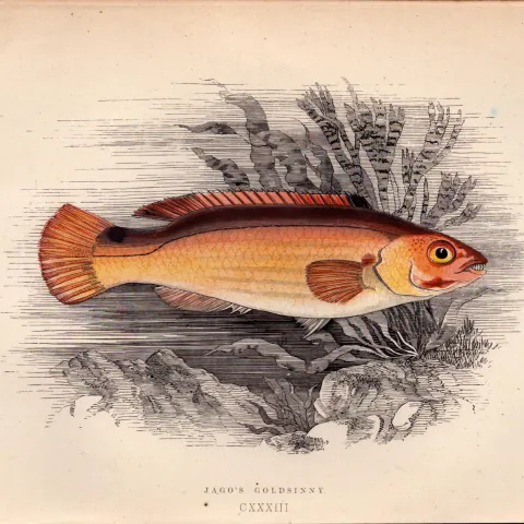 Jago’s Goldsinny Antique Johnathan Couch Coloured Fish Engraving.