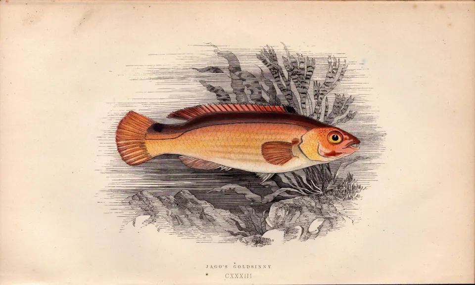 Jago’s Goldsinny Antique Johnathan Couch Coloured Fish Engraving.