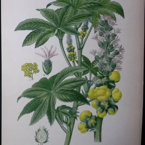 Castor-Oil Plant Edward Step Rare Antique Botanical Book Plate-233
