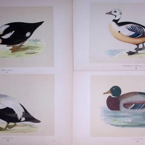 Job-Lot The Duck Family Rev Morris Antique Coloured Birds Engravings-12.