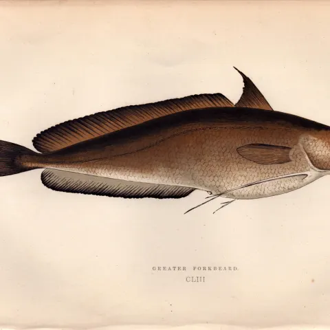 Greater Forkbeard Antique Johnathan Couch Coloured Fish Engraving.