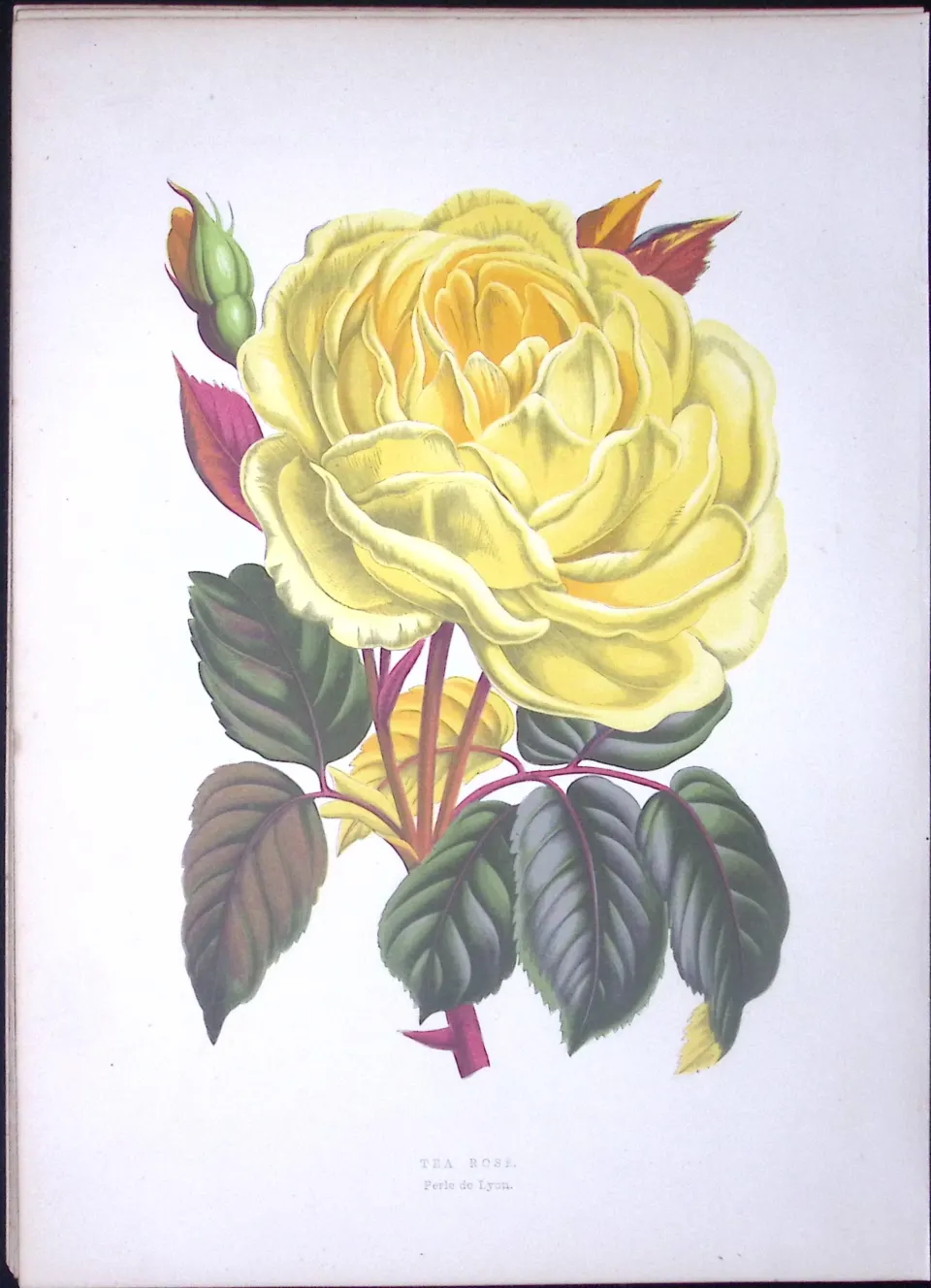 The Tea Rose Flower Antique Shirley Hibbard Greenhouse Coloured Print-7