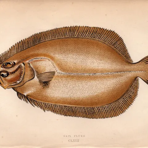 Sail Fluke Antique Johnathan Couch Coloured Fish Engraving.