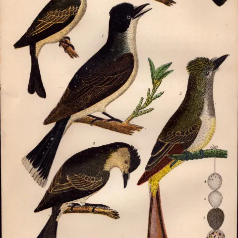 Alexander Wilson Rare American Ornithology Tyrant Flycatcher, Great Crested, Pe-We-13.