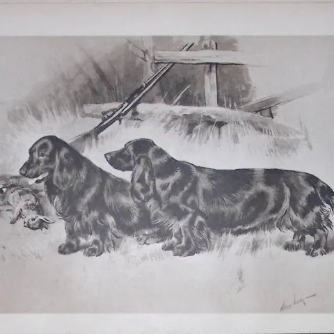Pair Black Field Spaniels Antique Book Plate Rawdon Lee Modern Dogs 1906-64