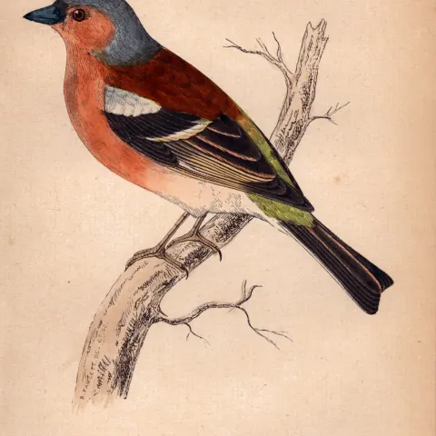 Chaffinch Rev Morris 1888  Antique History of British Birds Engraving-36.