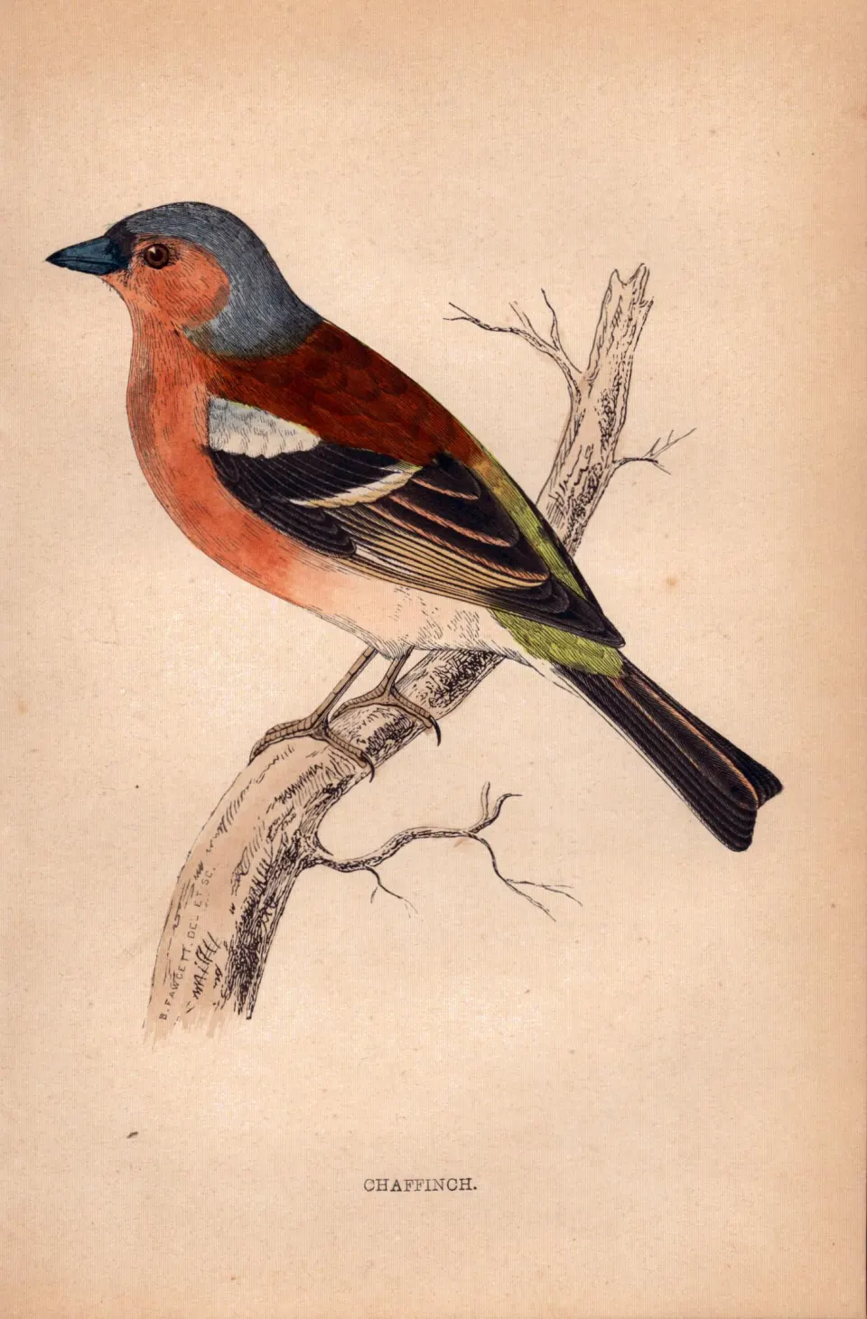 Chaffinch Rev Morris 1888  Antique History of British Birds Engraving-36.