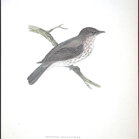 Spotted Flycatcher Rev Morris Antique History of British Birds 130 Years-Old Engraving-74