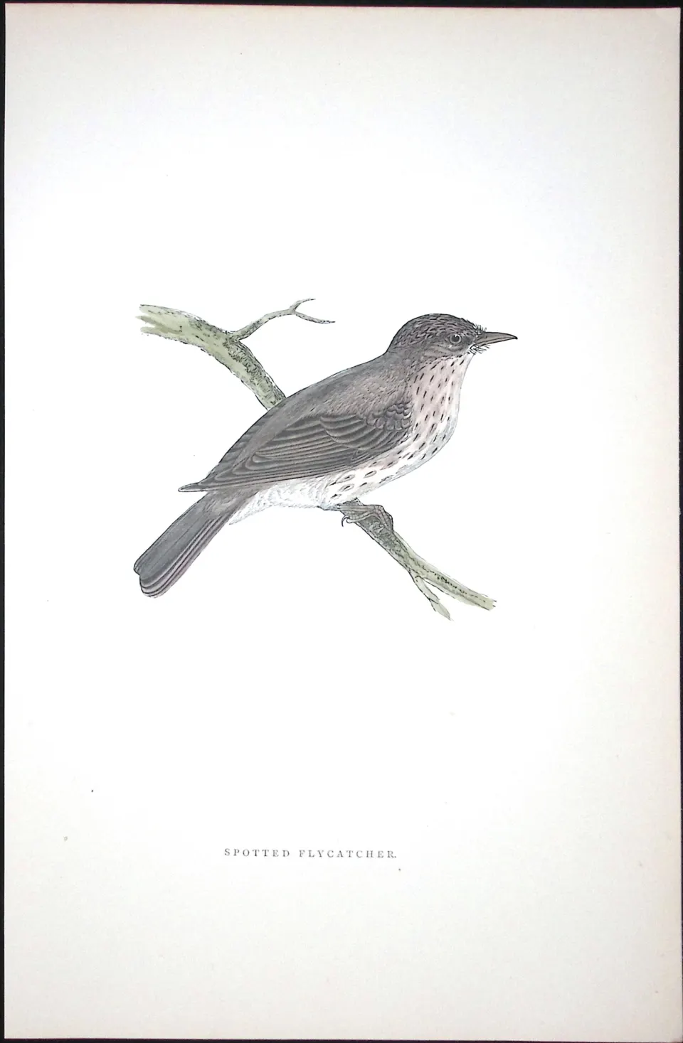 Spotted Flycatcher Rev Morris Antique History of British Birds 130 Years-Old Engraving-74