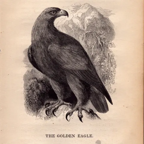 Golden Eagle 1843 Victorian Antique Print British Birds by William Yarrell.