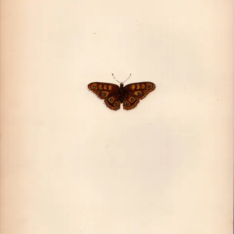 Albin’s Hampstead Eye Coloured Antique Butterfly Plate Rev Morris-95.