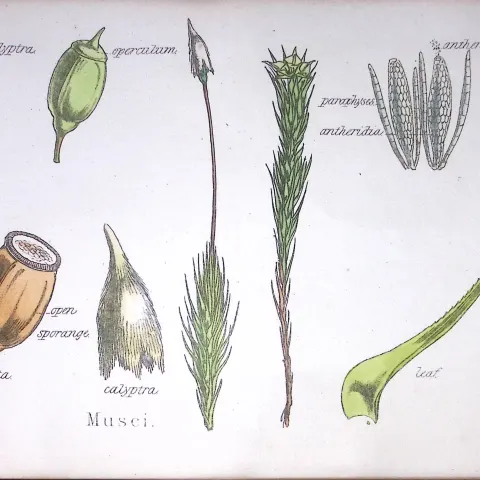Musei Botanical Flower Diagram Rare Antique First Edition Illustration-106